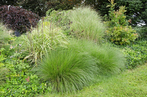 Miscanthus Sinensis 'Tynd' - ↨50Cm - Ø19 - Udendørs Græsplante