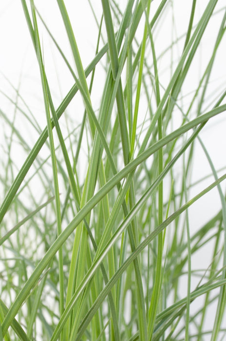 Miscanthus Sinensis 'Tynd' - ↨50Cm - Ø19 - Udendørs Græsplante