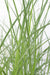 Miscanthus Sinensis 'Tynd' - ↨50Cm - Ø19 - Udendørs Græsplante
