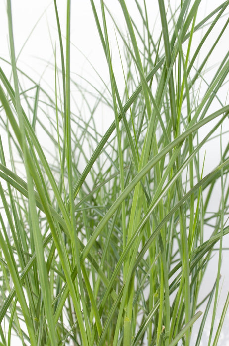Miscanthus Sinensis 'Tynd' - ↨50Cm - Ø19 - Udendørs Græsplante