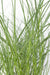 Miscanthus Sinensis 'Tynd' - ↨50Cm - Ø19 - Udendørs Græsplante