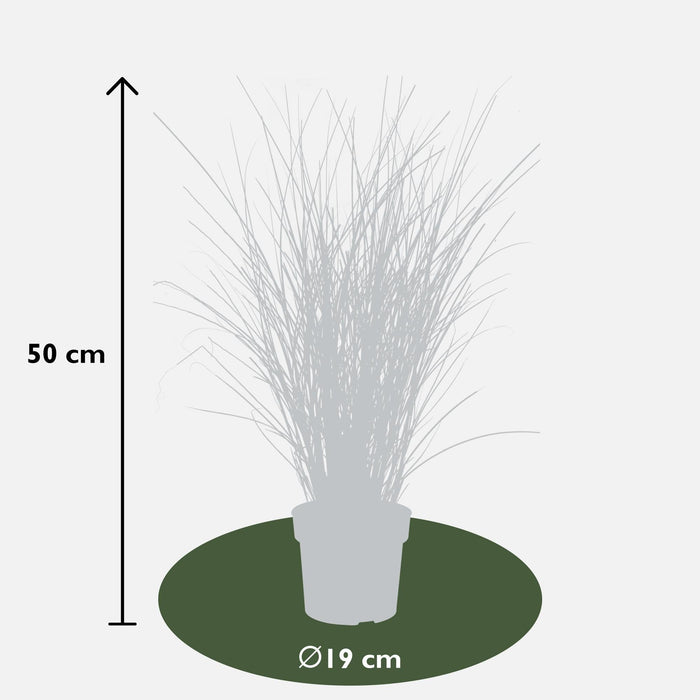Miscanthus Sinensis 'Tynd' - ↨50Cm - Ø19 - Udendørs Græsplante