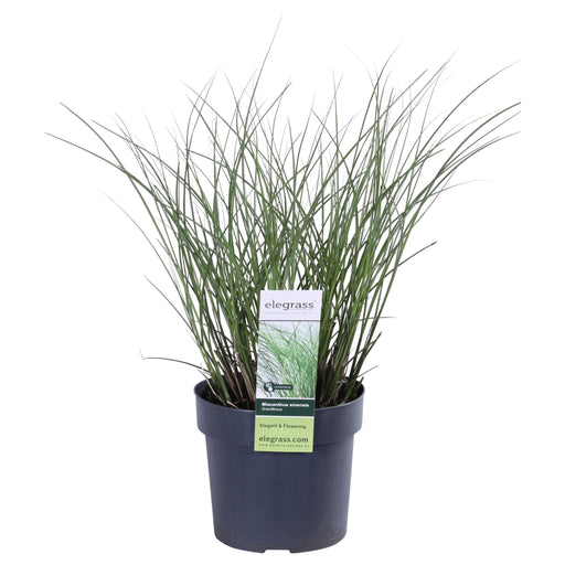 Miscanthus Sinensis 'Tynd' - ↨50Cm - Ø19 - Udendørs Græsplante