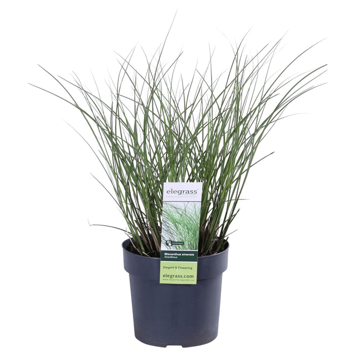 Miscanthus Sinensis 'Tynd' - ↨50Cm - Ø19 - Udendørs Græsplante