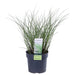 Miscanthus Sinensis 'Tynd' - ↨50Cm - Ø19 - Udendørs Græsplante