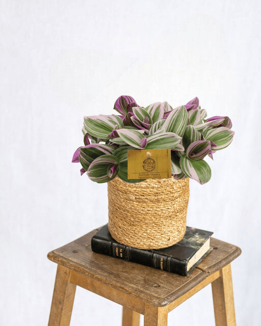 Elendighed Tradescantia Nanouk