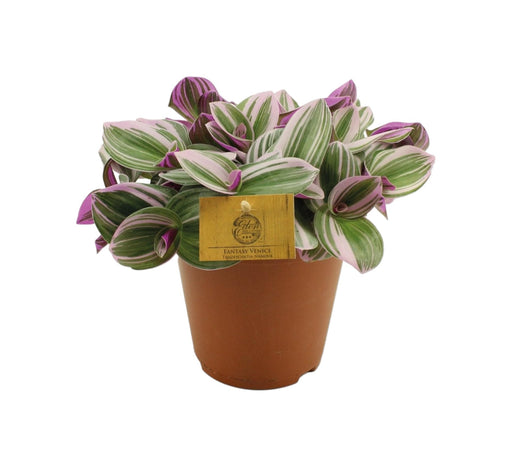 Elendighed Tradescantia Nanouk