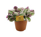 Elendighed Tradescantia Nanouk