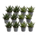 Blanding Af 12 Aloe - Sukkulente Planter