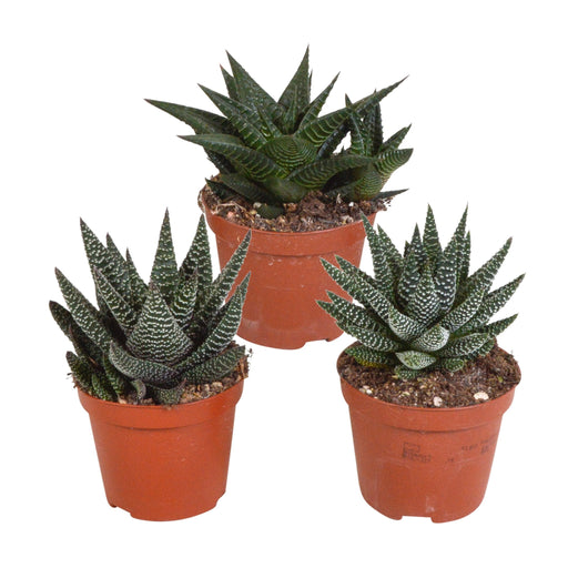 Blanding Af 3 Gasteria Og Haworthia H18Cm
