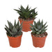 Blanding Af 3 Gasteria Og Haworthia H18Cm