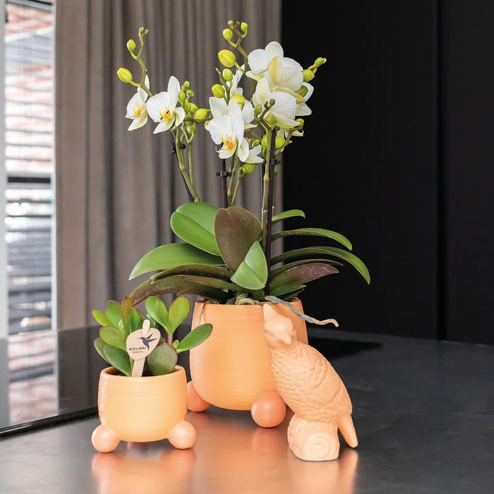 Blanding Af 3 Sukkulente Planter Og Deres Ferskenkeramiske Plantepotter