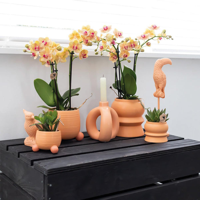 Blanding Af 3 Sukkulente Planter Og Deres Ferskenkeramiske Plantepotter