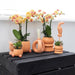 Blanding Af 3 Sukkulente Planter Og Deres Ferskenkeramiske Plantepotter
