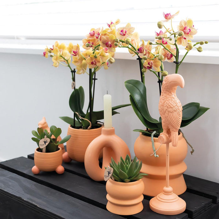 Blanding Af 3 Sukkulente Planter Og Deres Ferskenkeramiske Plantepotter