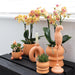 Blanding Af 3 Sukkulente Planter Og Deres Ferskenkeramiske Plantepotter