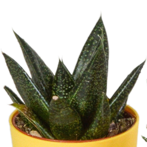 Blanding Af 5 Gasteria Og Haworthia H16Cm
