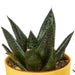 Blanding Af 5 Gasteria Og Haworthia H16Cm