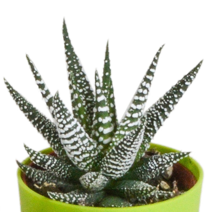 Blanding Af 5 Gasteria Og Haworthia H16Cm