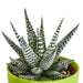 Blanding Af 5 Gasteria Og Haworthia H16Cm