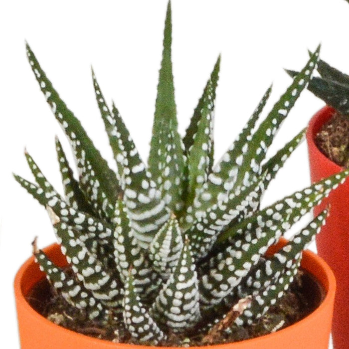 Blanding Af 5 Gasteria Og Haworthia H16Cm