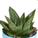 Blanding Af 5 Gasteria Og Haworthia H16Cm