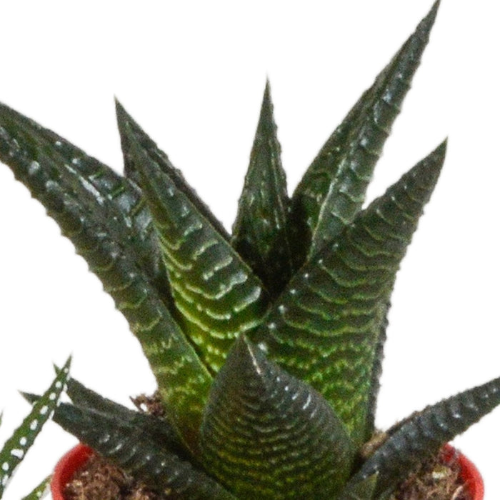 Blanding Af 5 Gasteria Og Haworthia H16Cm