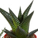 Blanding Af 5 Gasteria Og Haworthia H16Cm