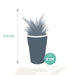 Blanding Af 5 Gasteria Og Haworthia H16Cm