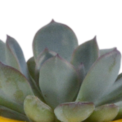 Blanding Af 5 Sukkulenter Og Deres Farverige Plantepotter H13Cm