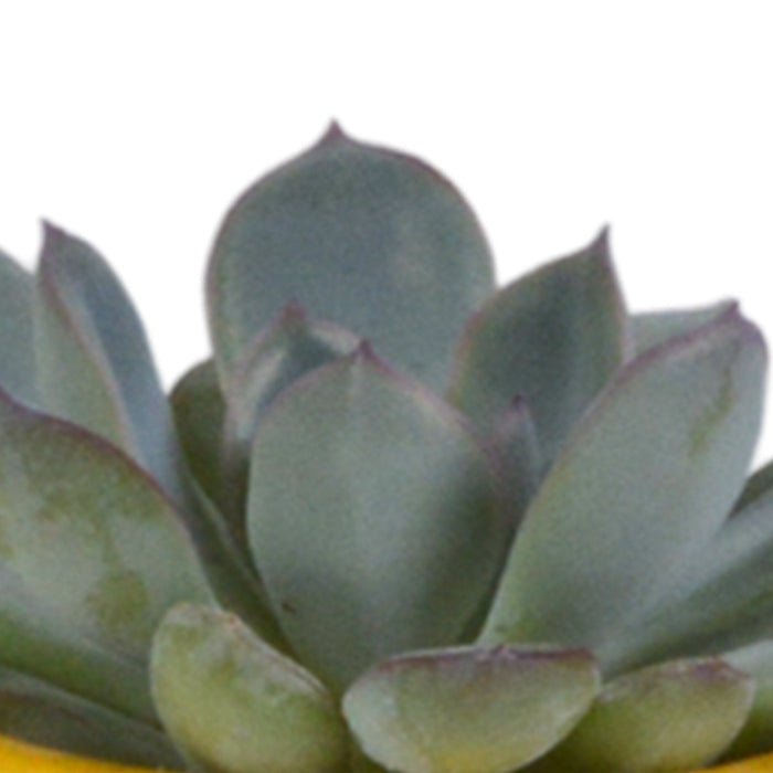 Blanding Af 5 Sukkulenter Og Deres Farverige Plantepotter H13Cm