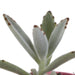 Blanding Af 5 Sukkulenter Og Deres Farverige Plantepotter H13Cm