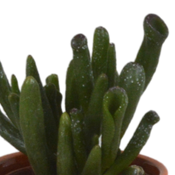Blanding Af 5 Sukkulenter Og Deres Farverige Plantepotter H13Cm