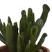 Blanding Af 5 Sukkulenter Og Deres Farverige Plantepotter H13Cm