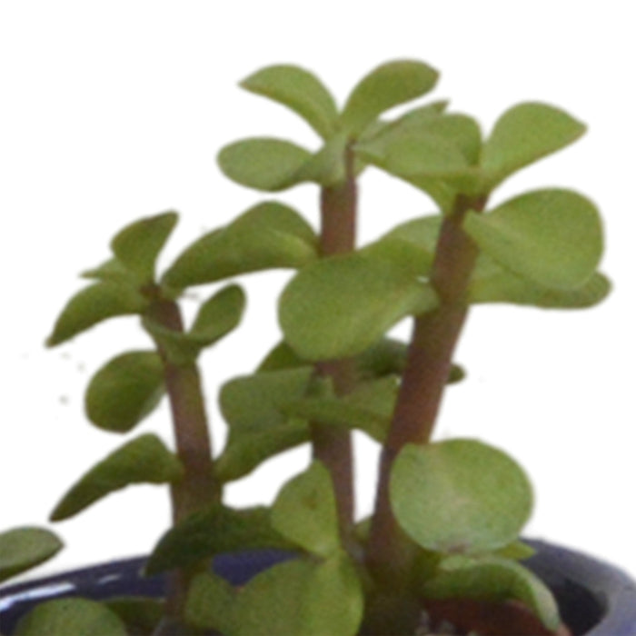 Blanding Af 5 Sukkulenter Og Deres Farverige Plantepotter H13Cm