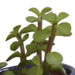 Blanding Af 5 Sukkulenter Og Deres Farverige Plantepotter H13Cm