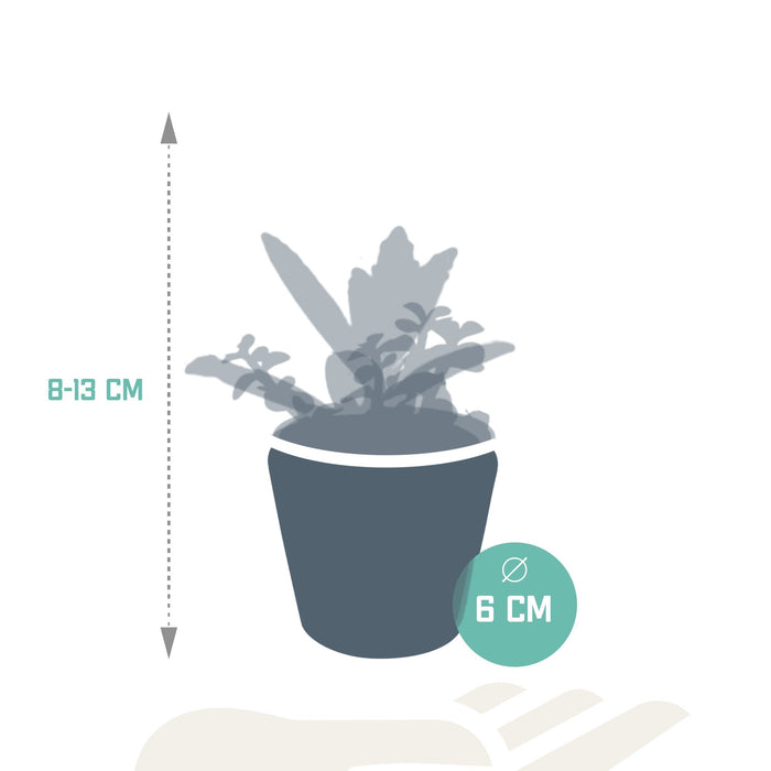 Blanding Af 5 Sukkulenter Og Deres Farverige Plantepotter H13Cm