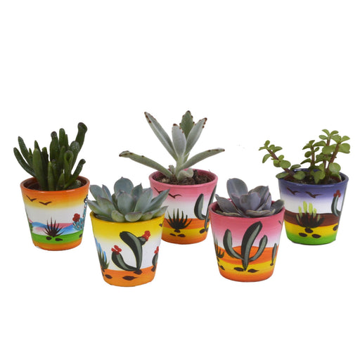 Blanding Af 5 Sukkulenter Og Deres Farverige Plantepotter H13Cm