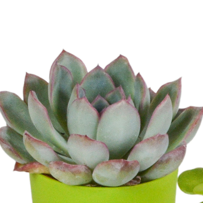 Blanding Af 5 Sukkulenter Og Deres Farverige Plantepotter H16Cm
