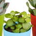 Blanding Af 5 Sukkulenter Og Deres Farverige Plantepotter H16Cm