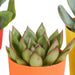 Blanding Af 5 Sukkulenter Og Deres Farverige Plantepotter H16Cm