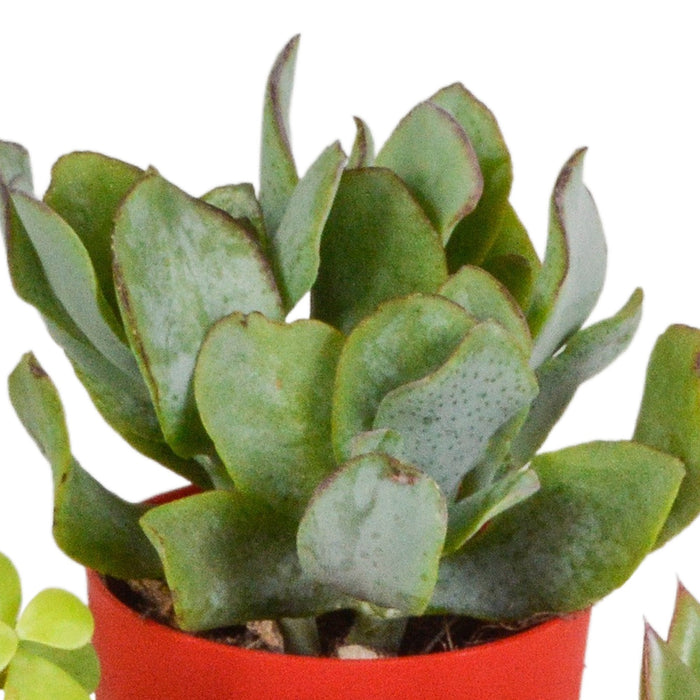 Blanding Af 5 Sukkulenter Og Deres Farverige Plantepotter H16Cm