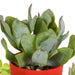 Blanding Af 5 Sukkulenter Og Deres Farverige Plantepotter H16Cm