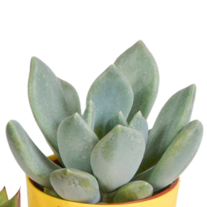 Blanding Af 5 Sukkulenter Og Deres Farverige Plantepotter H16Cm