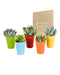 Blanding Af 5 Sukkulenter Og Deres Farverige Plantepotter H16Cm