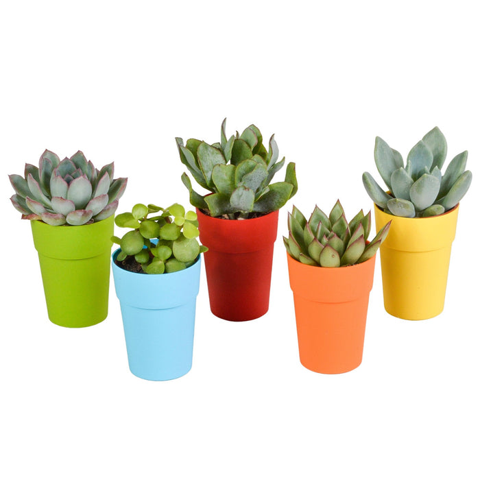 Blanding Af 5 Sukkulenter Og Deres Farverige Plantepotter H16Cm