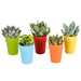 Blanding Af 5 Sukkulenter Og Deres Farverige Plantepotter H16Cm