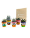Blanding Af 5 Sukkulenter Og Deres Plantepotter H13Cm