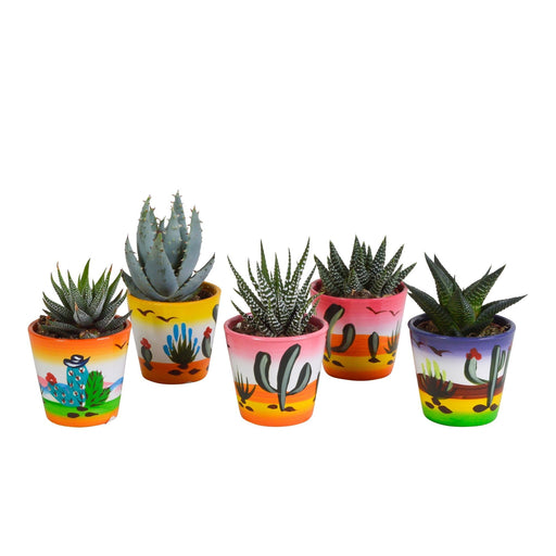Blanding Af 5 Sukkulenter Og Deres Plantepotter H13Cm