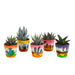 Blanding Af 5 Sukkulenter Og Deres Plantepotter H13Cm